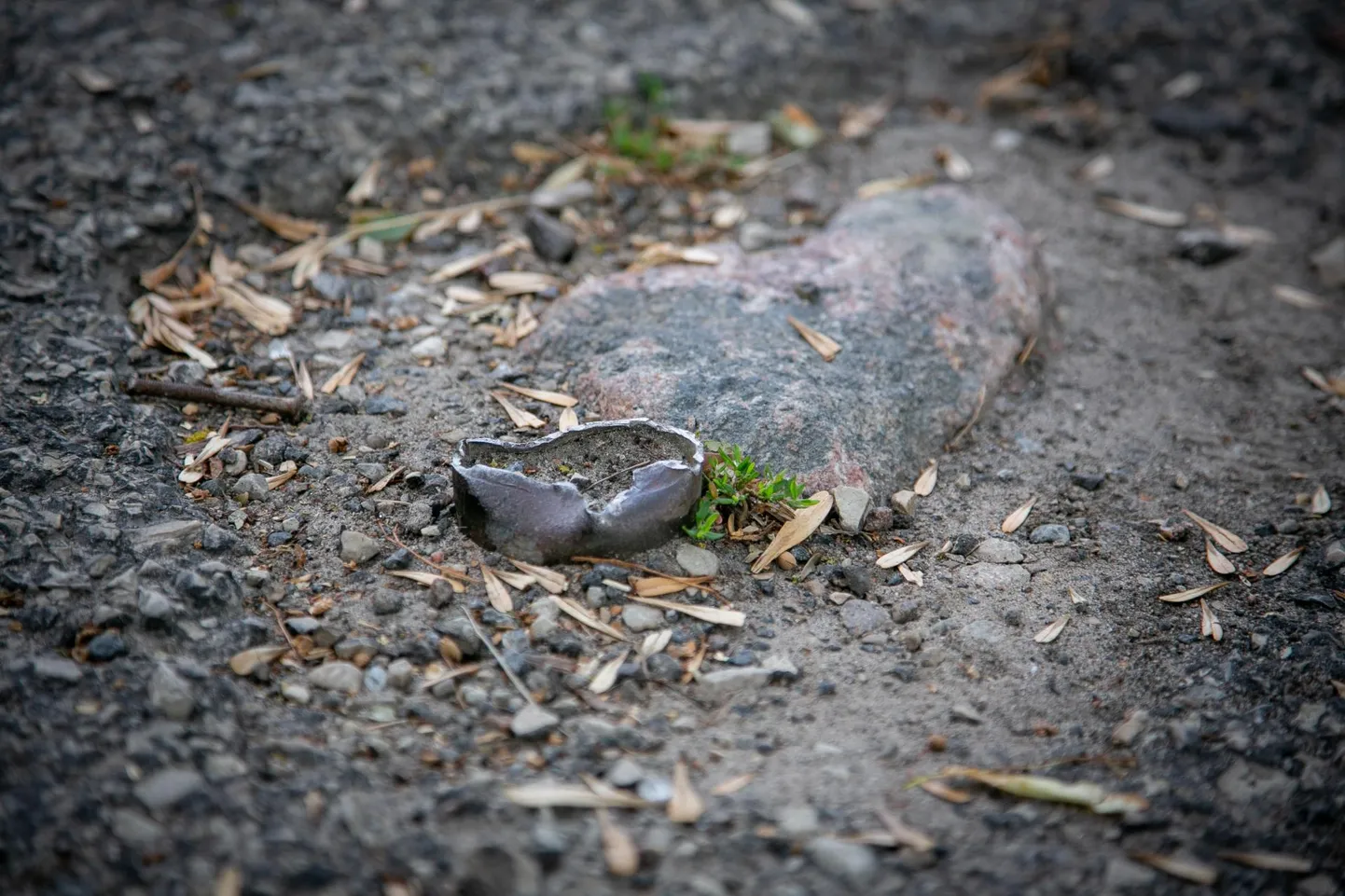 Metallposti ots ja konarused Jannseni tänaval.