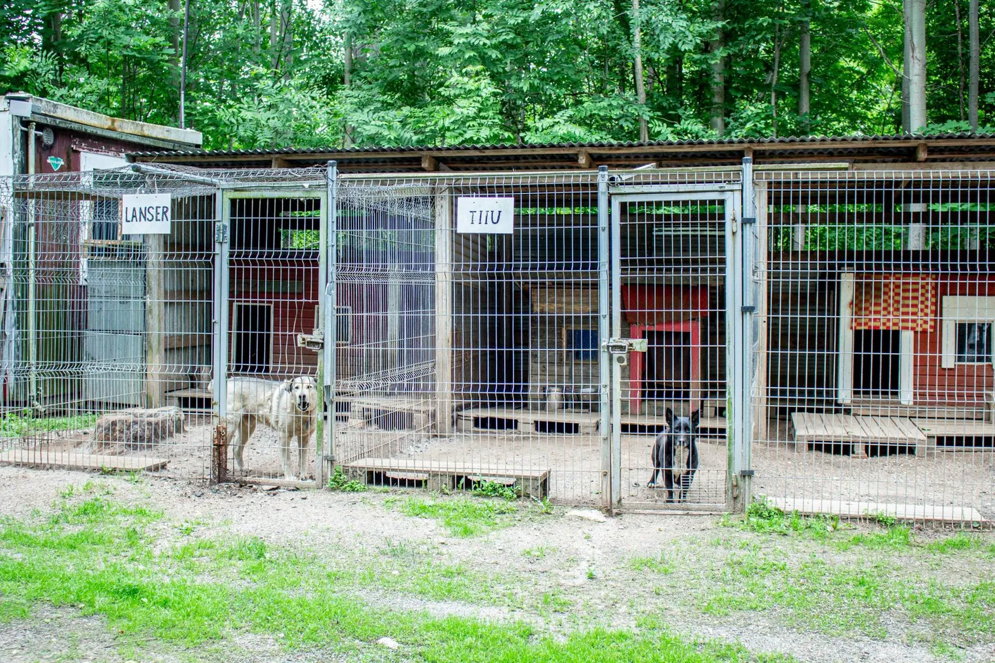 Valga kodutute loomade varjupaik saab vähemalt viis kuud veel oma senises asukohas muretult edasi tegutseda.