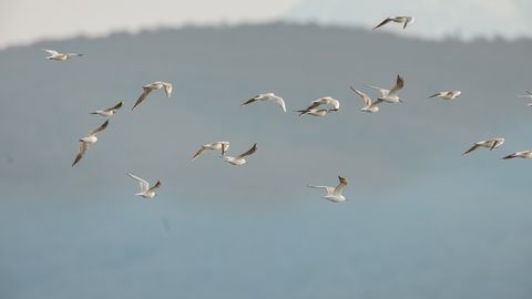 HARULDANE TABAMUS! ⟩ Eestis püüti foto peale kaks lindu, keda kohtab looduses väga harva