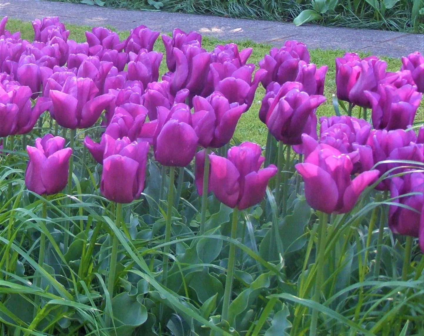 Sibullilled mõjuvad hästi suuremate rühmadena – triumftulp “Passionate”.