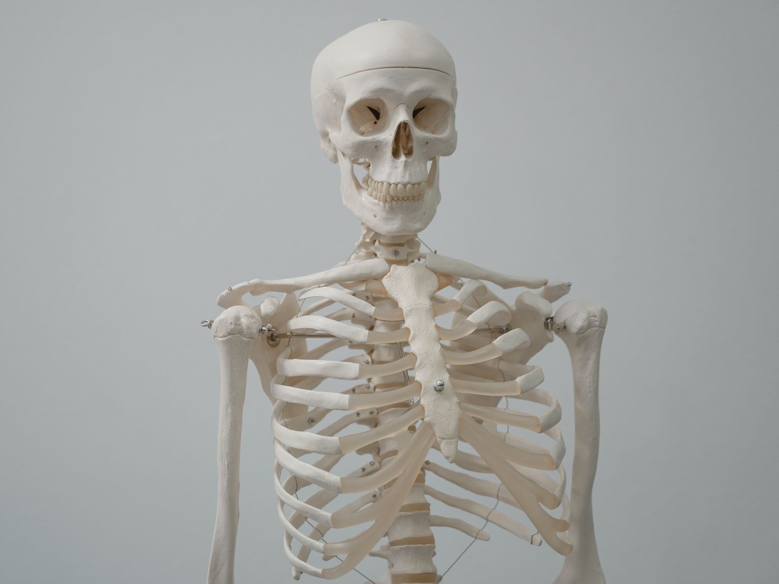 Cilvēka skelets,