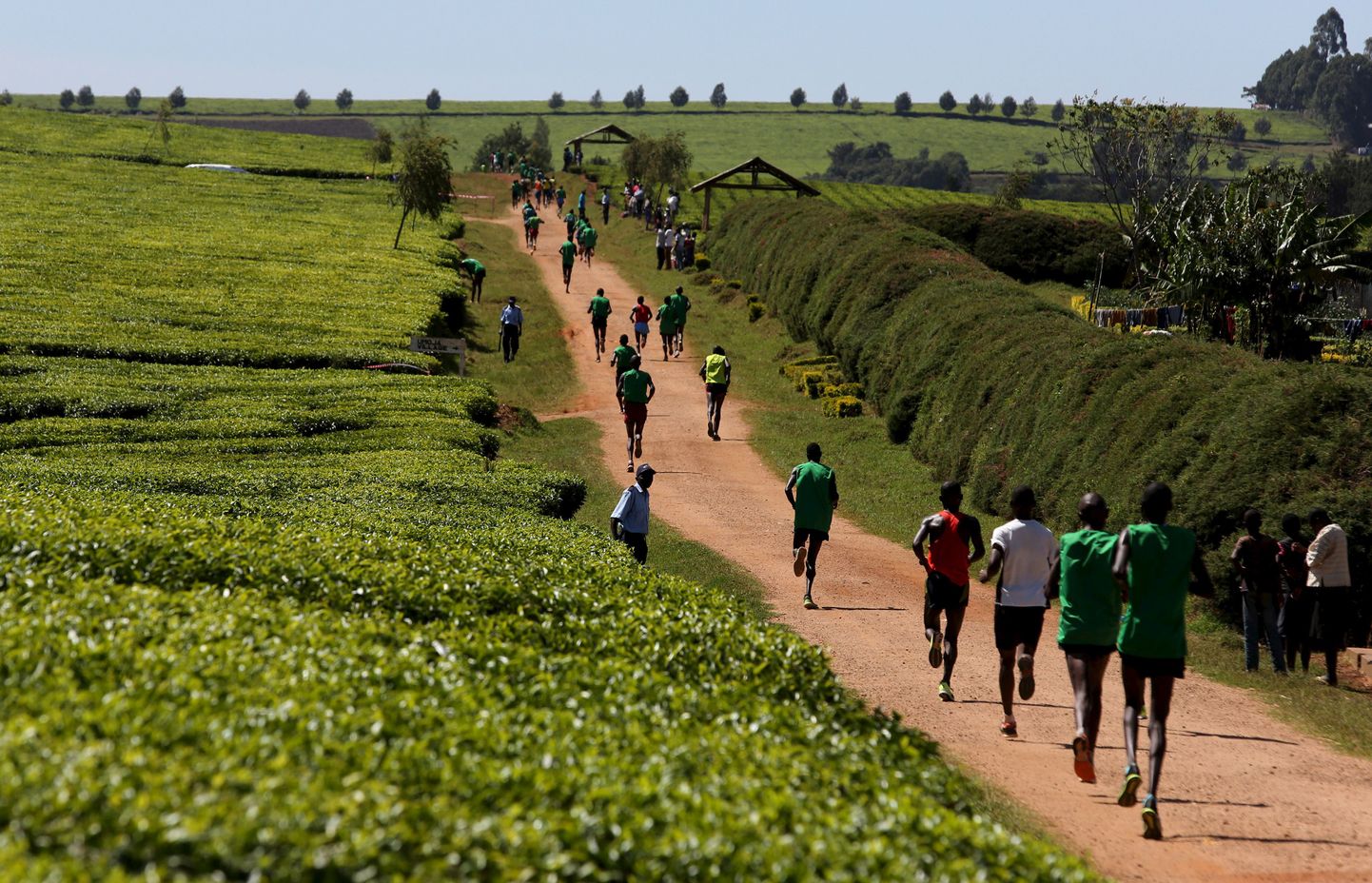Keenia maratonijooksjad teeistanduste vahel võistlemas.