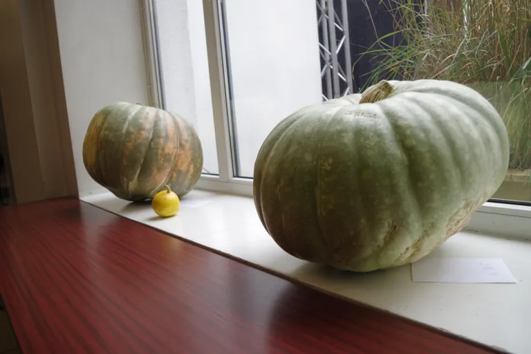 Vasakpoolne võidukõrvits kaalus 28 kilo ja parempoolne 20,3 kilo. Keskel olev kollane ei läinud arvesse.