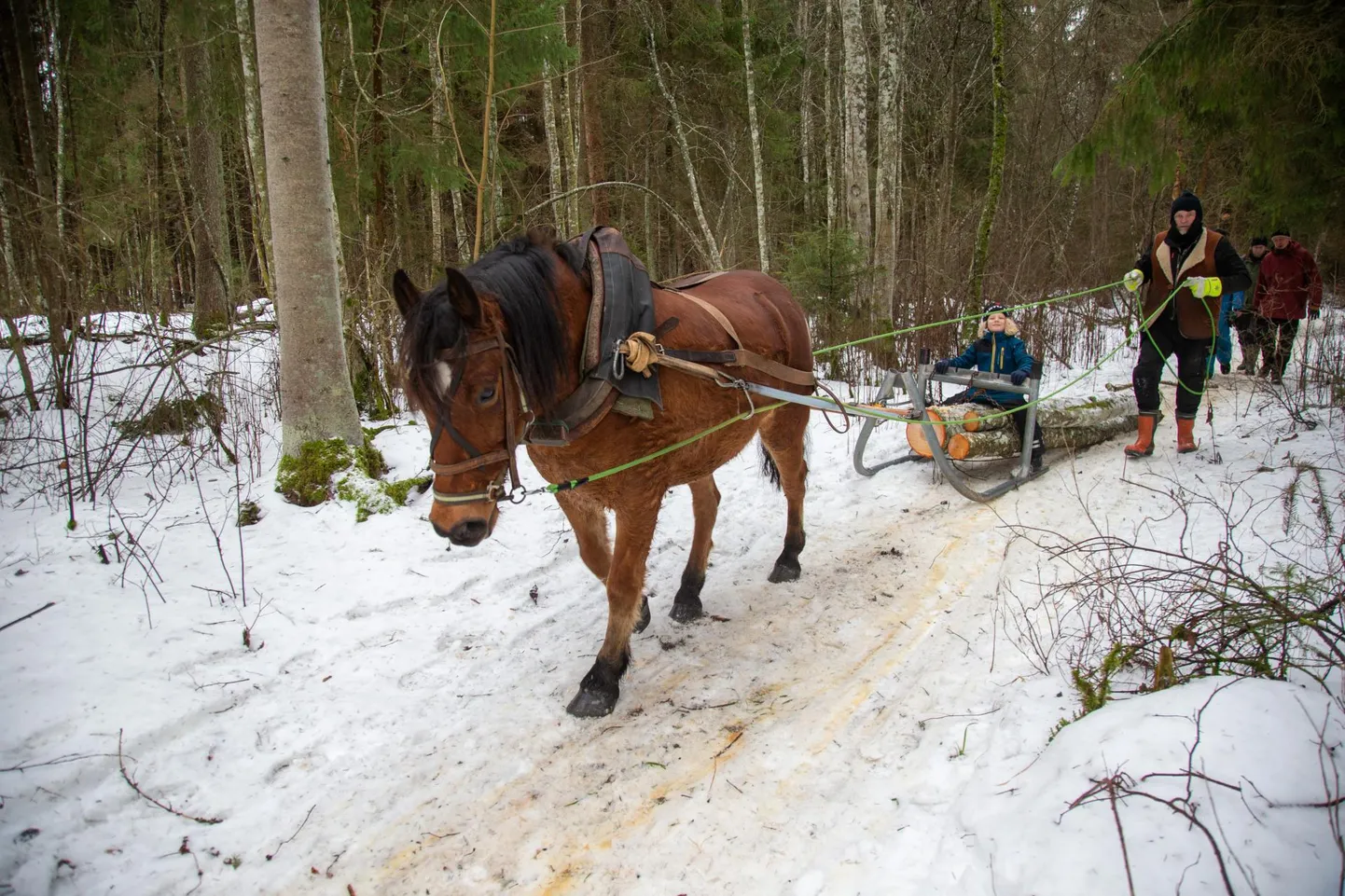 Jaanuari esimeses pooles peeti Viljandimaal hobumetsanduse kursust, Priit-Kalev Parts hobusega.