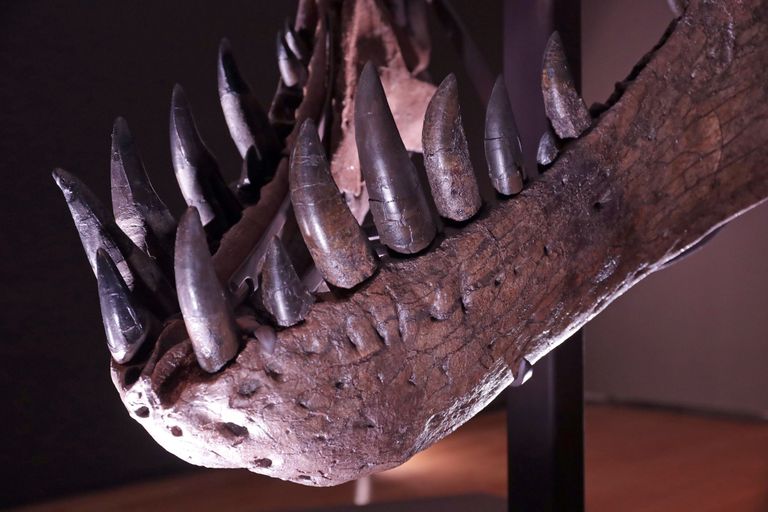 Türannosaurus Stani hambad