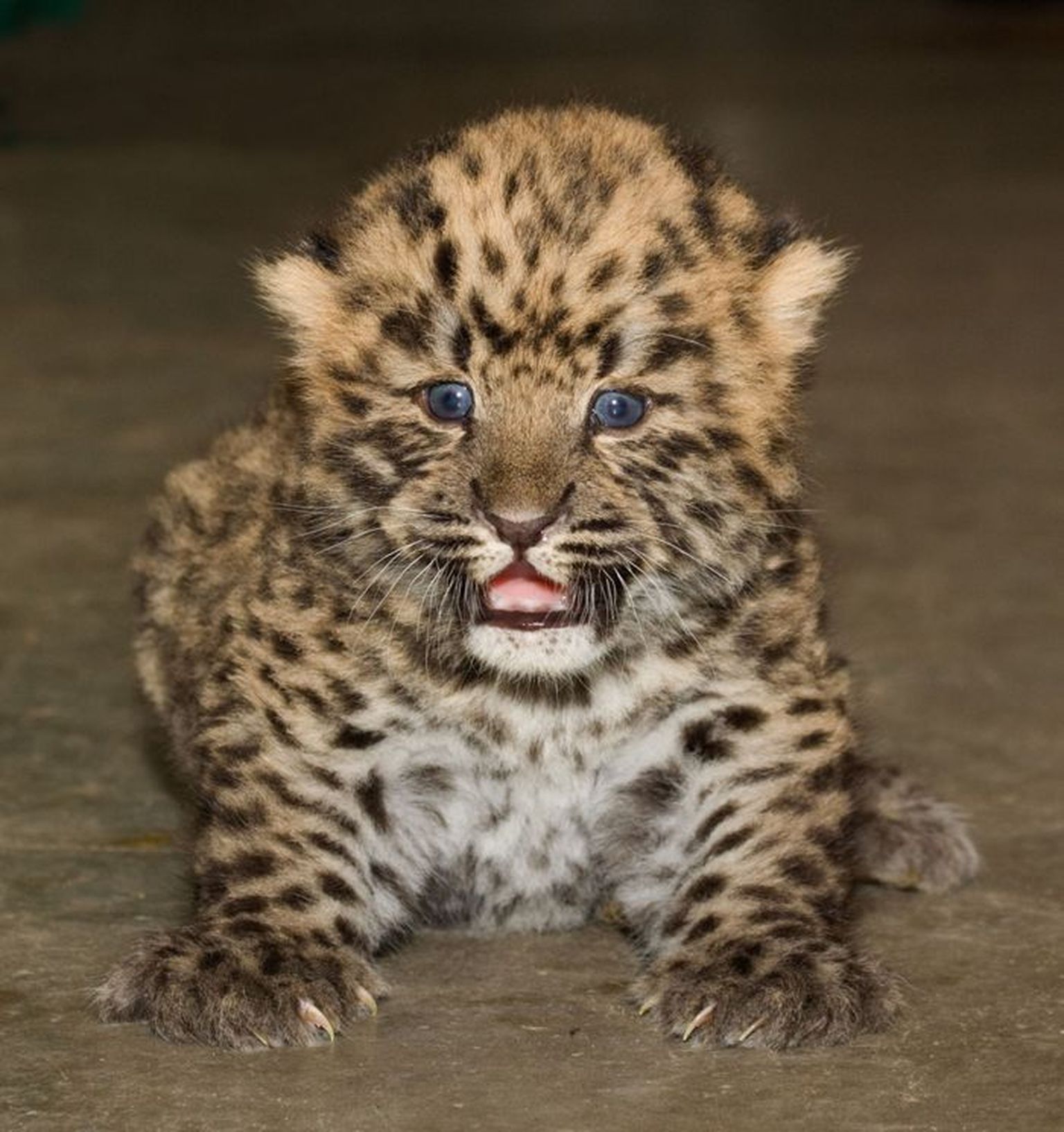 Amuuri leopardi tänavu sündinud kutsikas.
