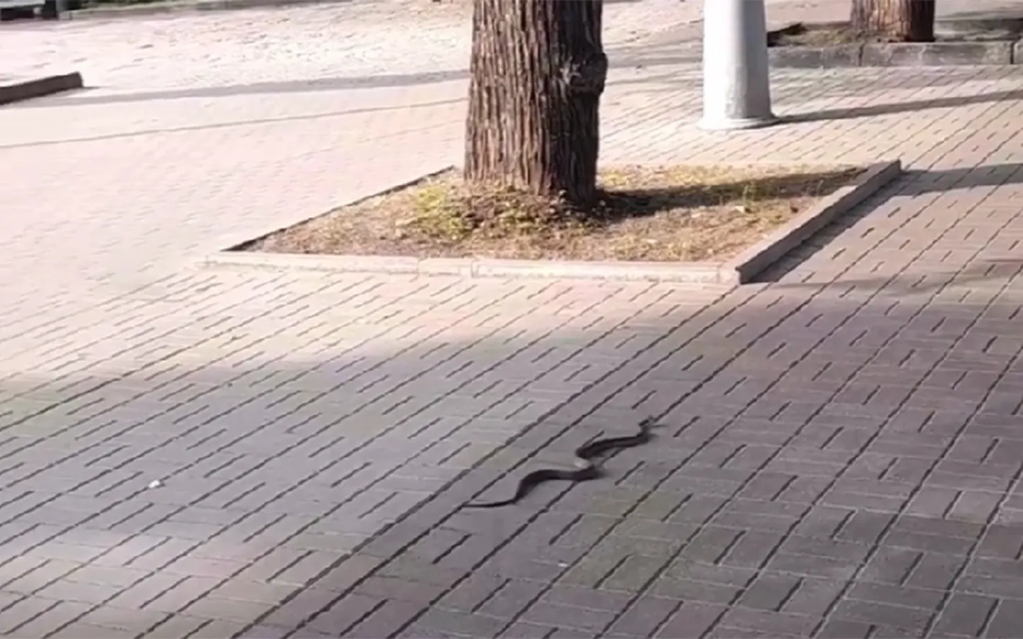 Raksta foto