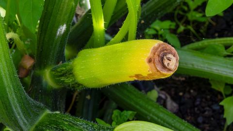 Why Does the Tip of a Zucchini Start to Rot, and How Can It Be Avoided?