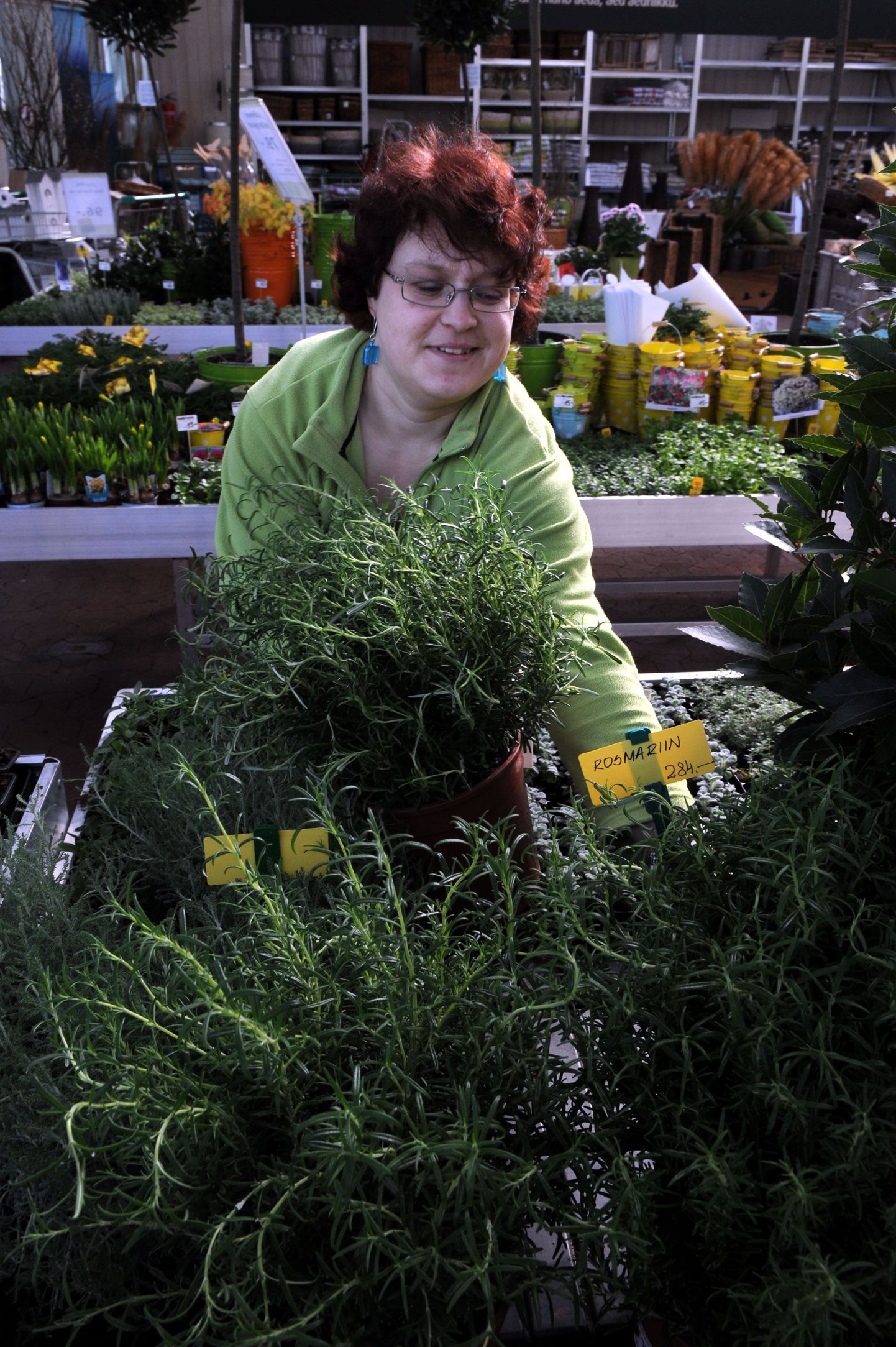 Hansaplanti müüja Katrin Viggor näitab kohevaid rosmariinipõõsaid, mida on hea ka aknalaual kasvatada.