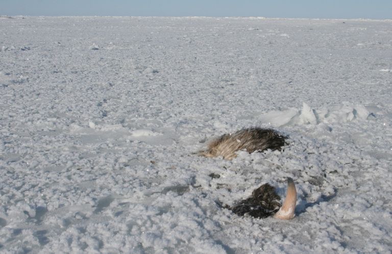Ebatavalise jäätsunami alla jäänud muskusveise jäänused Beringi väinas.