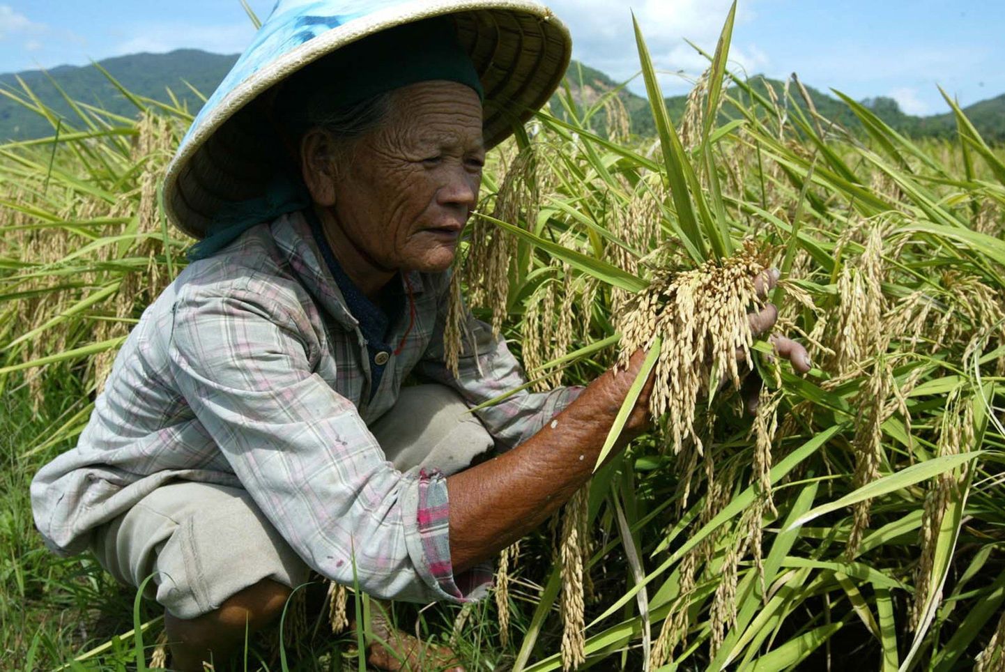 Riisipõld Hiinas