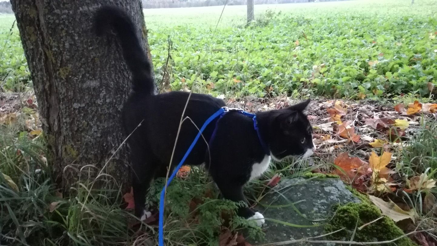 Albert, kes enne käis õues rihma otsas, saab nüüd oma kassiasju ajada ka ilma traksideta.
