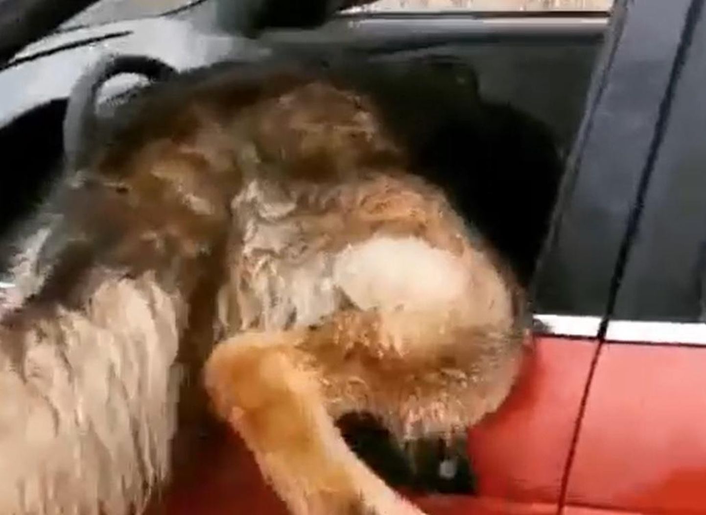 Saksa lambakoer Jacki harjutab akna kaudu autosse sisenemist.