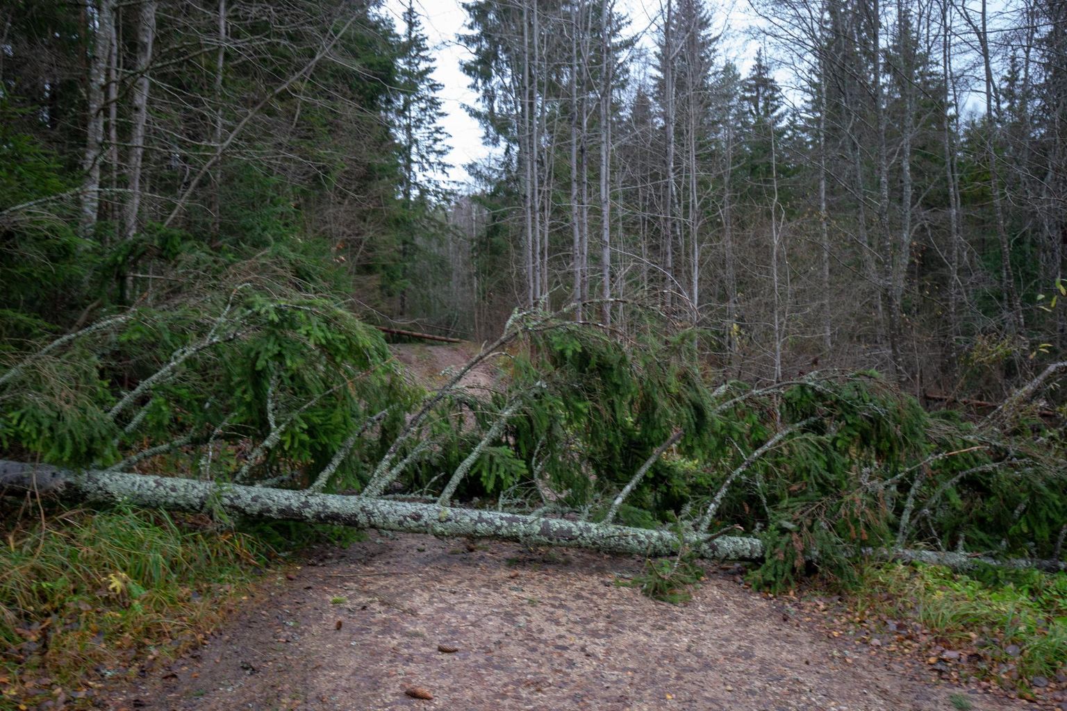 Teele murdunud puud käivad kaasas iga tormiga. Foto on illustratiivne.