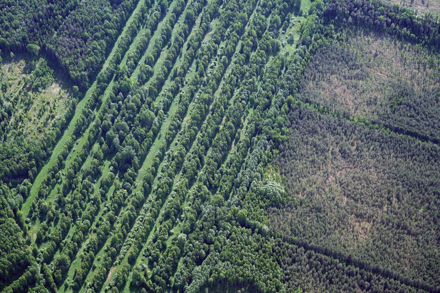 Maa-ameti aerofoto 2017. aastast. Selle järgi oleks saanud ala metsana arvele võtta.