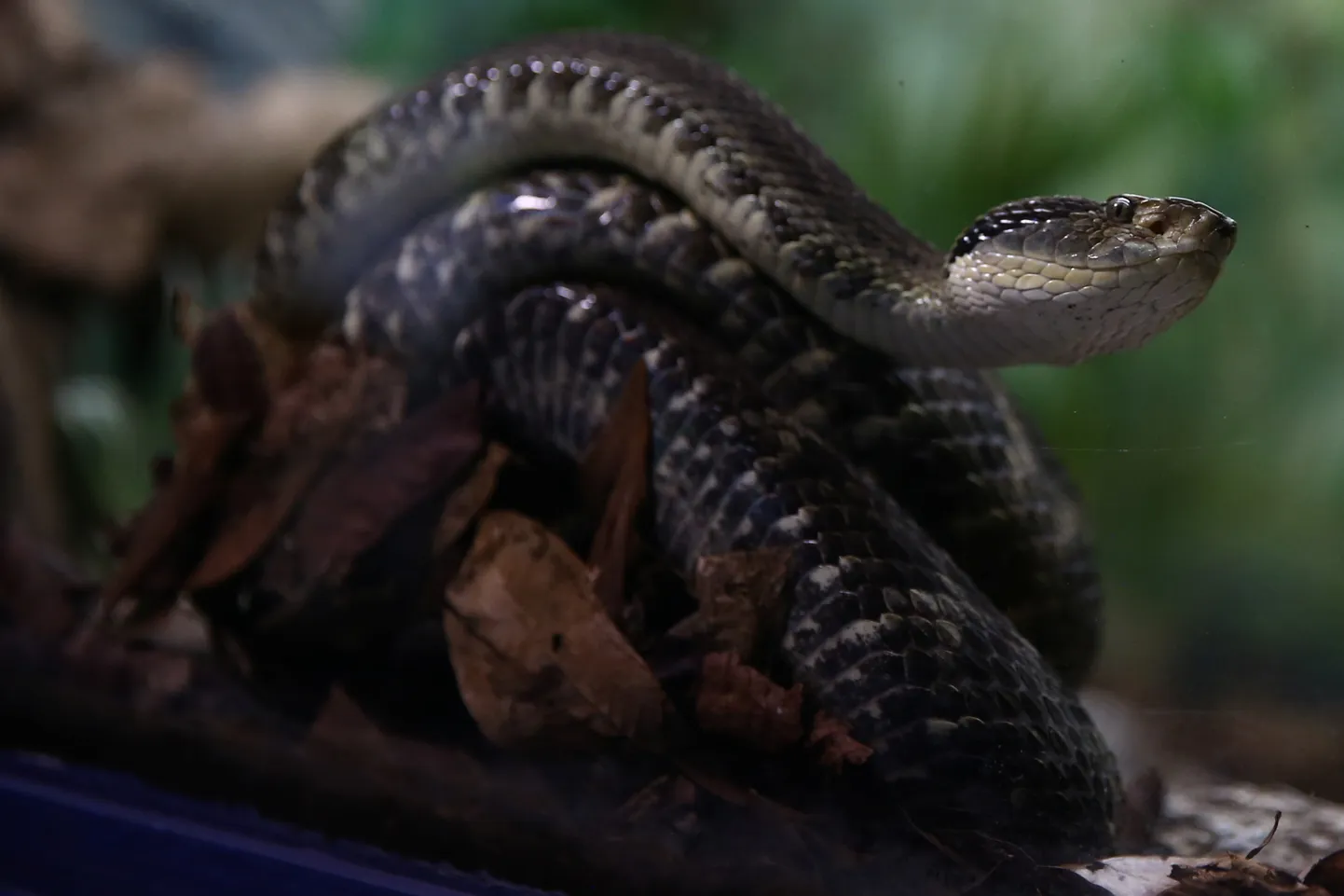 Bothrops jararaca mürkmadu Butantani instituudis São Paulos.