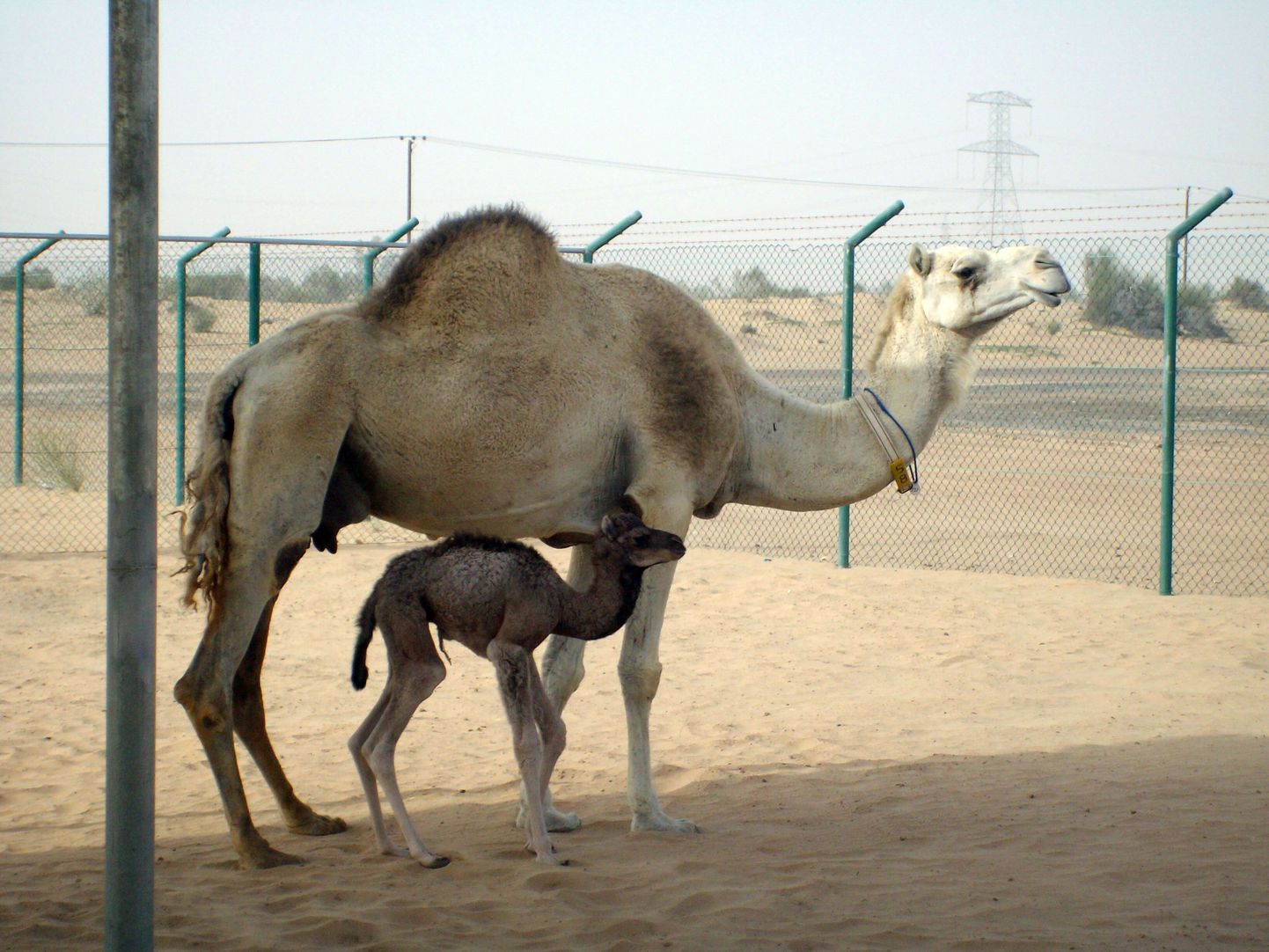 Dubais sündis esimene kloonitud kaamel