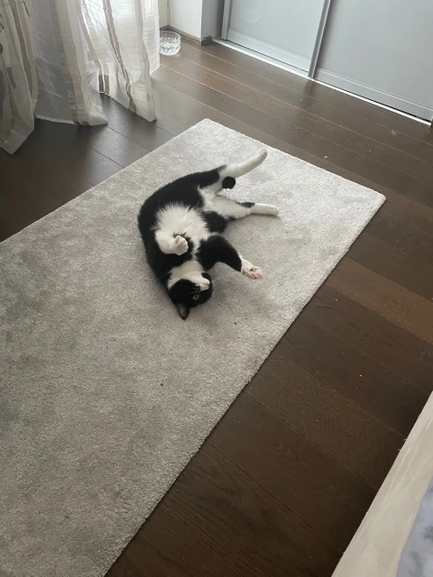 Pipi