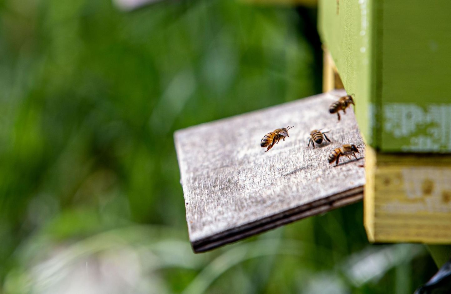 Esmaspäevast algas taas mesilasperede arvu teatamine põllumajanduse registrite ja informatsiooni ameti veebikeskkonnas e-PRIA.