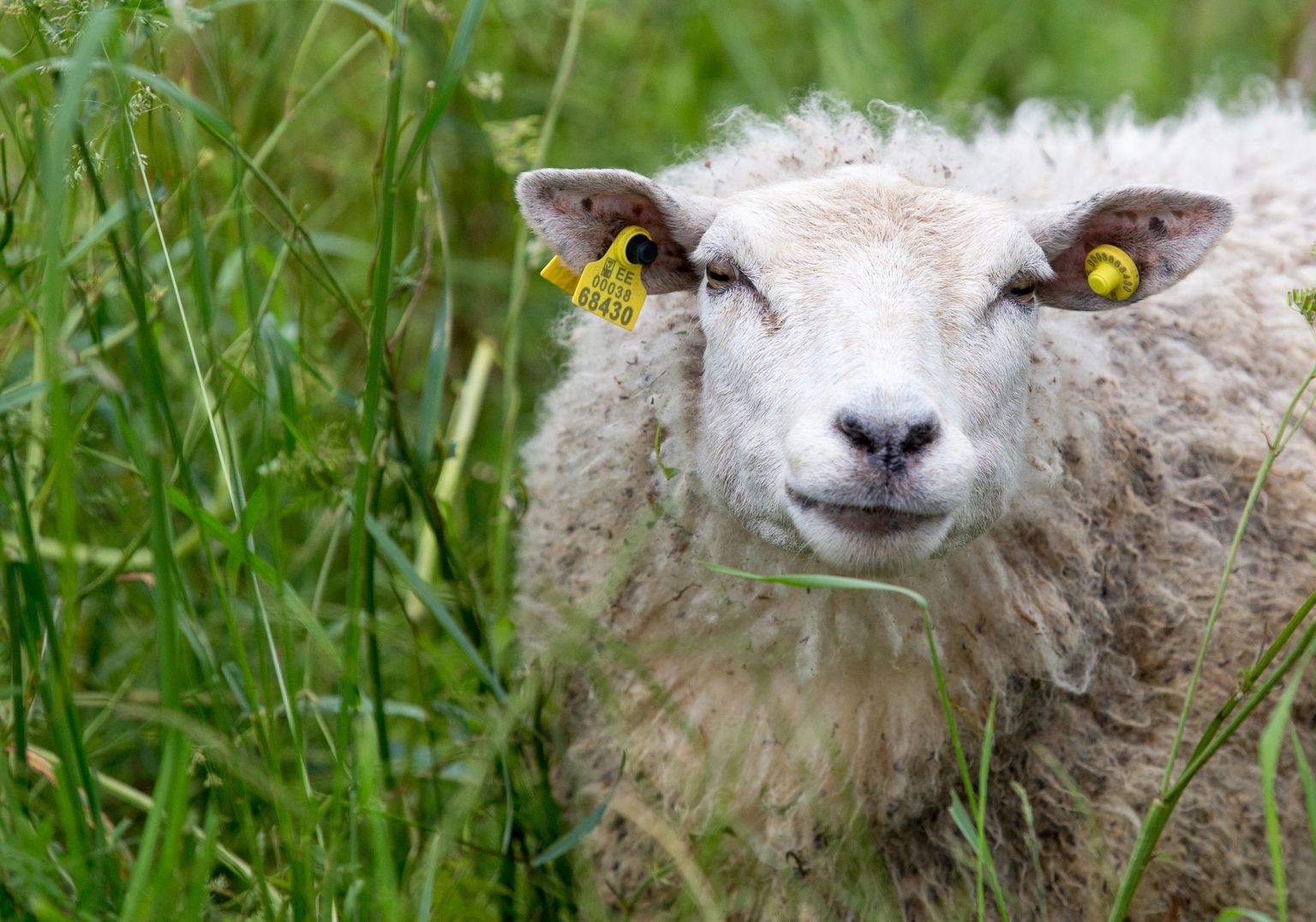 Ligi pool Eesti lammastest peetakse mahepõllumajanduslikuna, kuid praegu nende villa ja nahka mahemärgiga müüa ei saa.