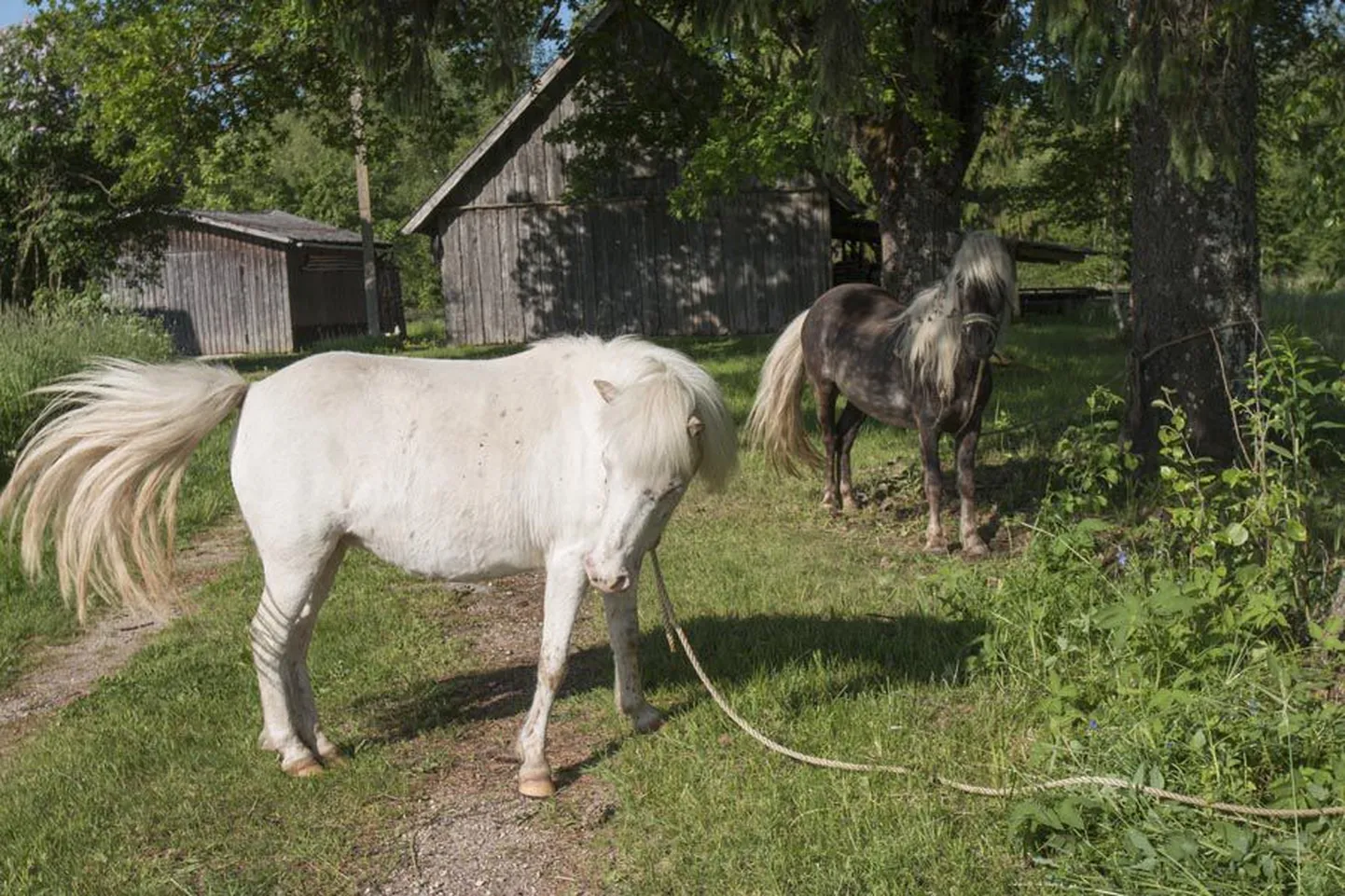Omal käel Viljandimaaga tutvuma läinud ponid leiti Päri lennuvälja tagant.