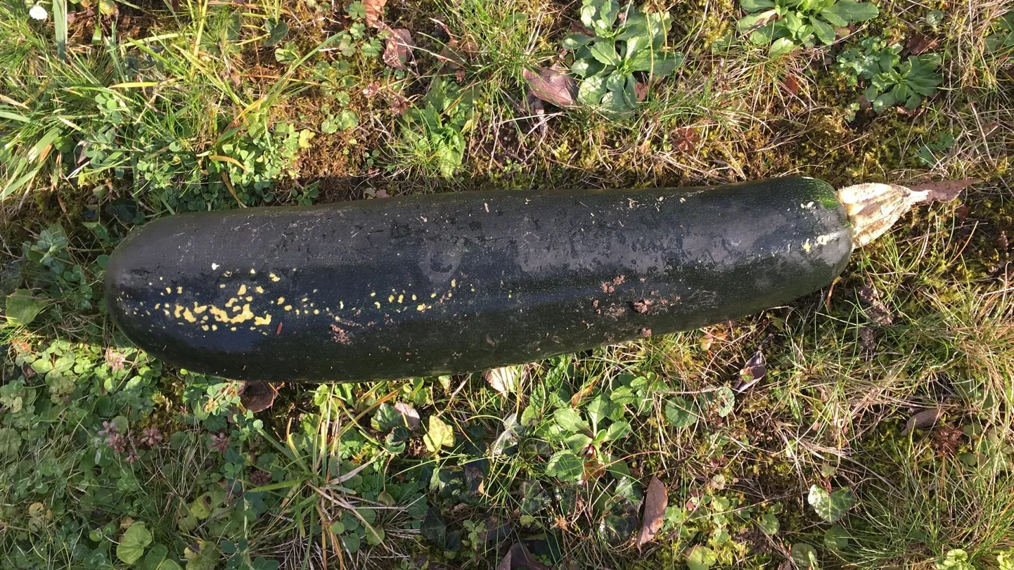 Pommiks peetud 40sentimeetrine suvikõrvits.