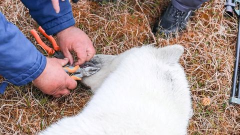 Kondenspiimapurki kinni jäänud abiotsiv jääkaru suudeti päästa