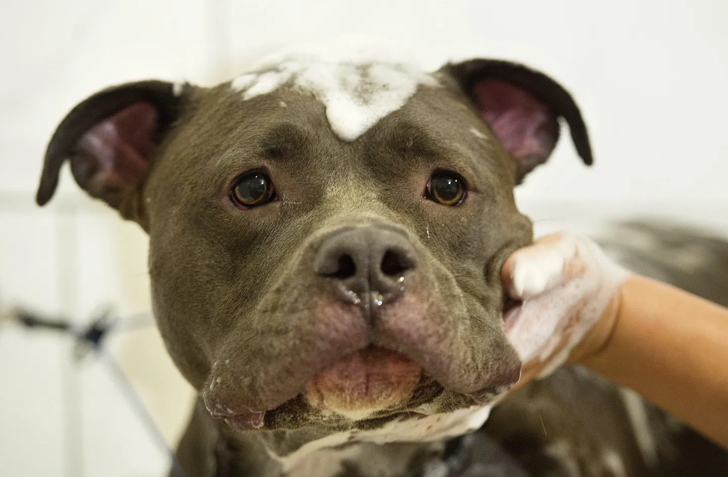 Ameerika Pit Bull terjer.