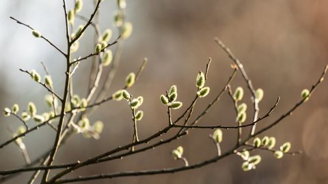 Pirmdien gaiss Latvijā vietām iesils līdz pat +16 grādiem