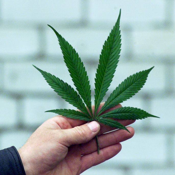 эстония легализовала марихуану