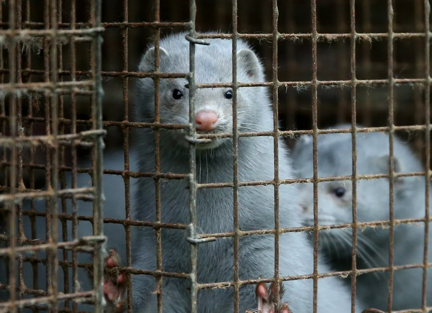 Mink karusloomafarmis