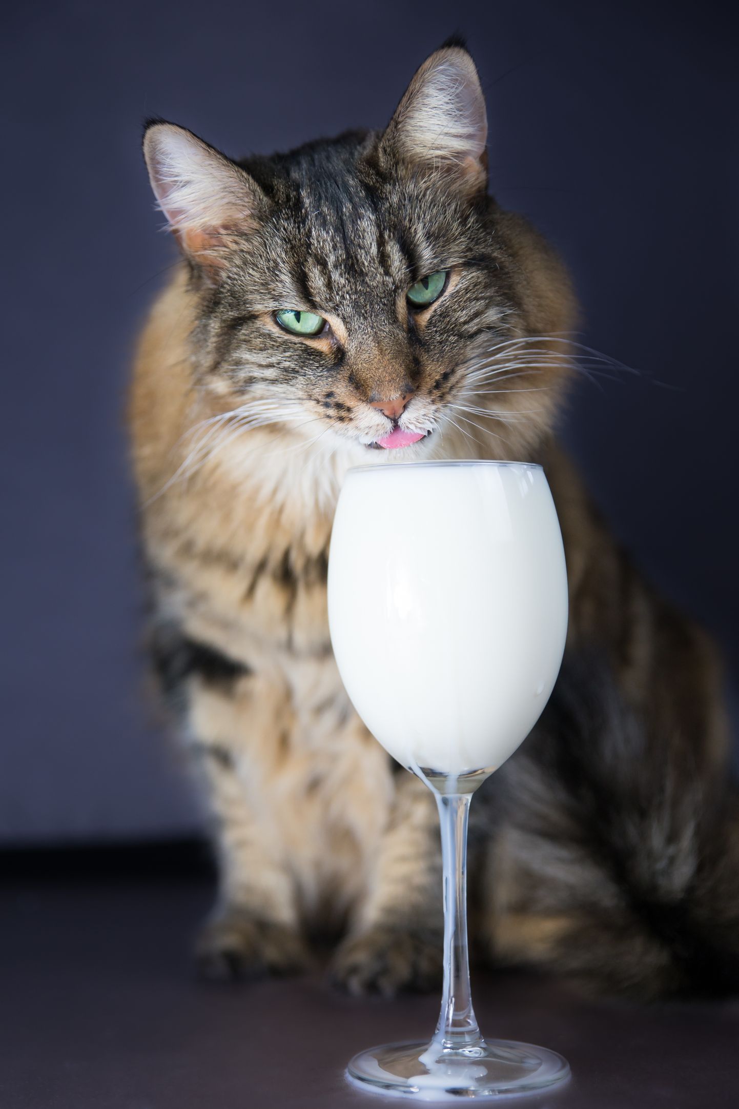norwegian forest cat licks from a glass of milk