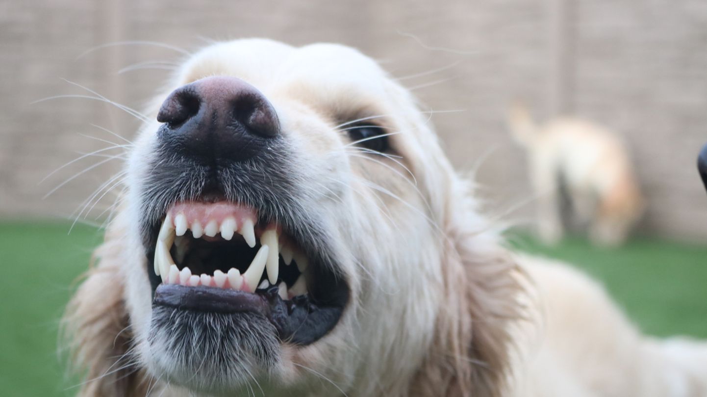 Irevil hammastega koer. Pilt on illustratiivne