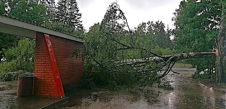Murdunud puuoks Räpinas bussijaama juures.