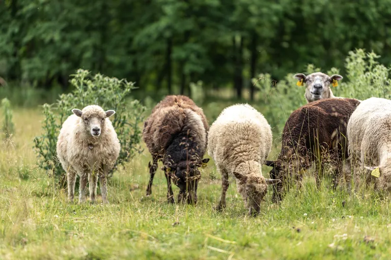 „Ostes Eesti mahedat lamba- või veiseliha, on väga suur tõenäosus, et toetad ühtlasi maailma looduse mõttes unikaalsete pärandniitude säilimist,“ tõdeb Uibopuu.