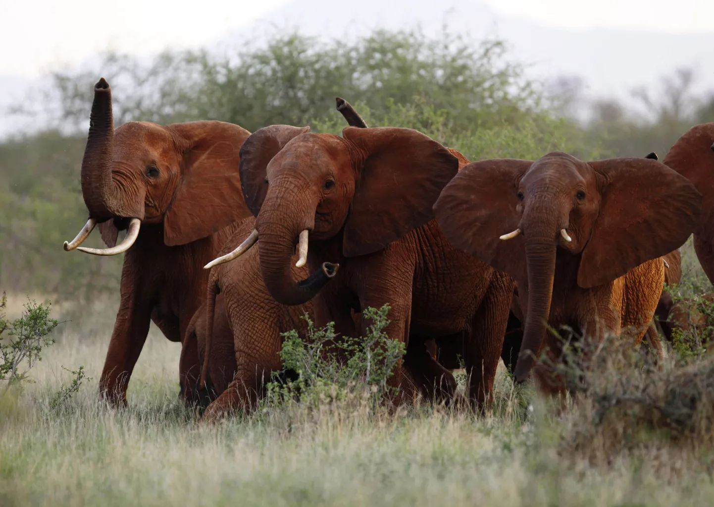 Rahvusvahelist kaitset vajavad Aafrika elevandid on tõusnud aina enam avalikkuse tähelepanu alla, kuna nende arvukus on salaküttimise tagajärjel mõnekümne aastaga pea kolm korda vähenenud.
