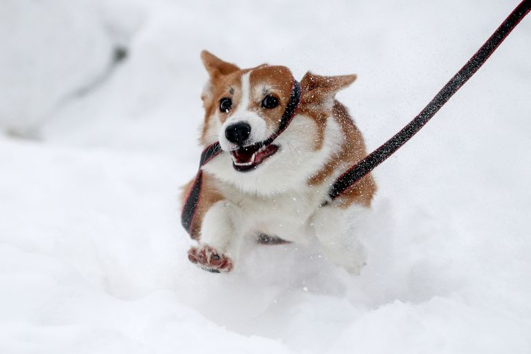 14.02.2021. Moskva koer lumehangedega rinda pistmas