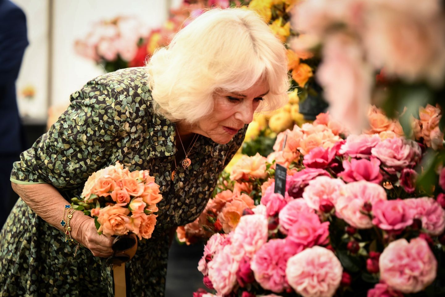 Ühendkuningriigi kuninganna Camilla Sandrighami lillefestivalil