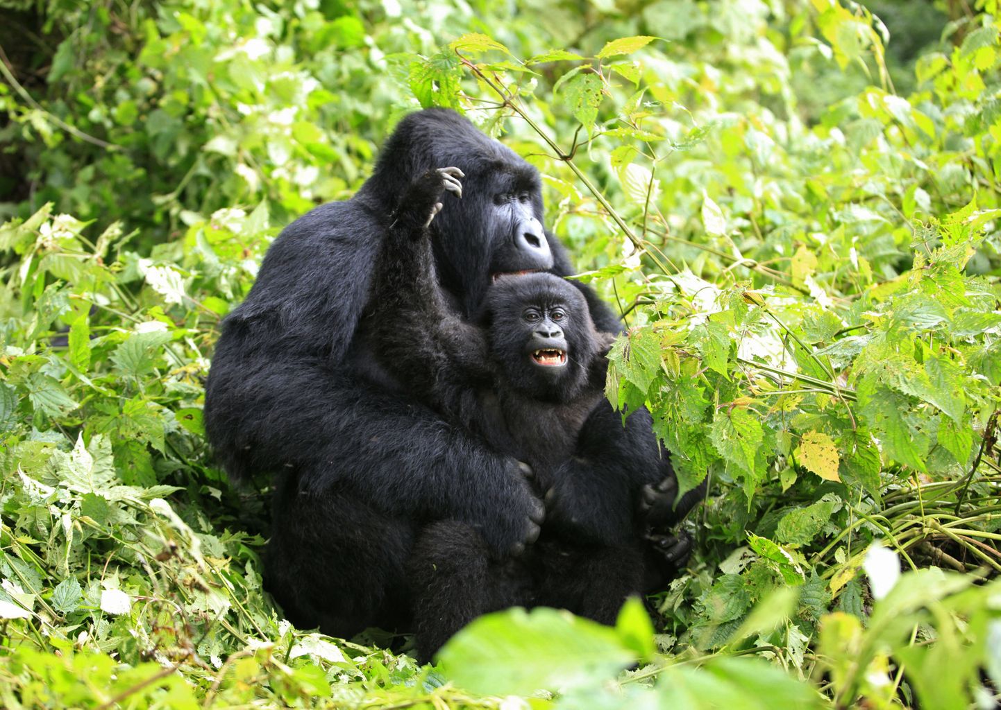 Virunga looduskaitsealal elavad kaitse all olevad gorillad.