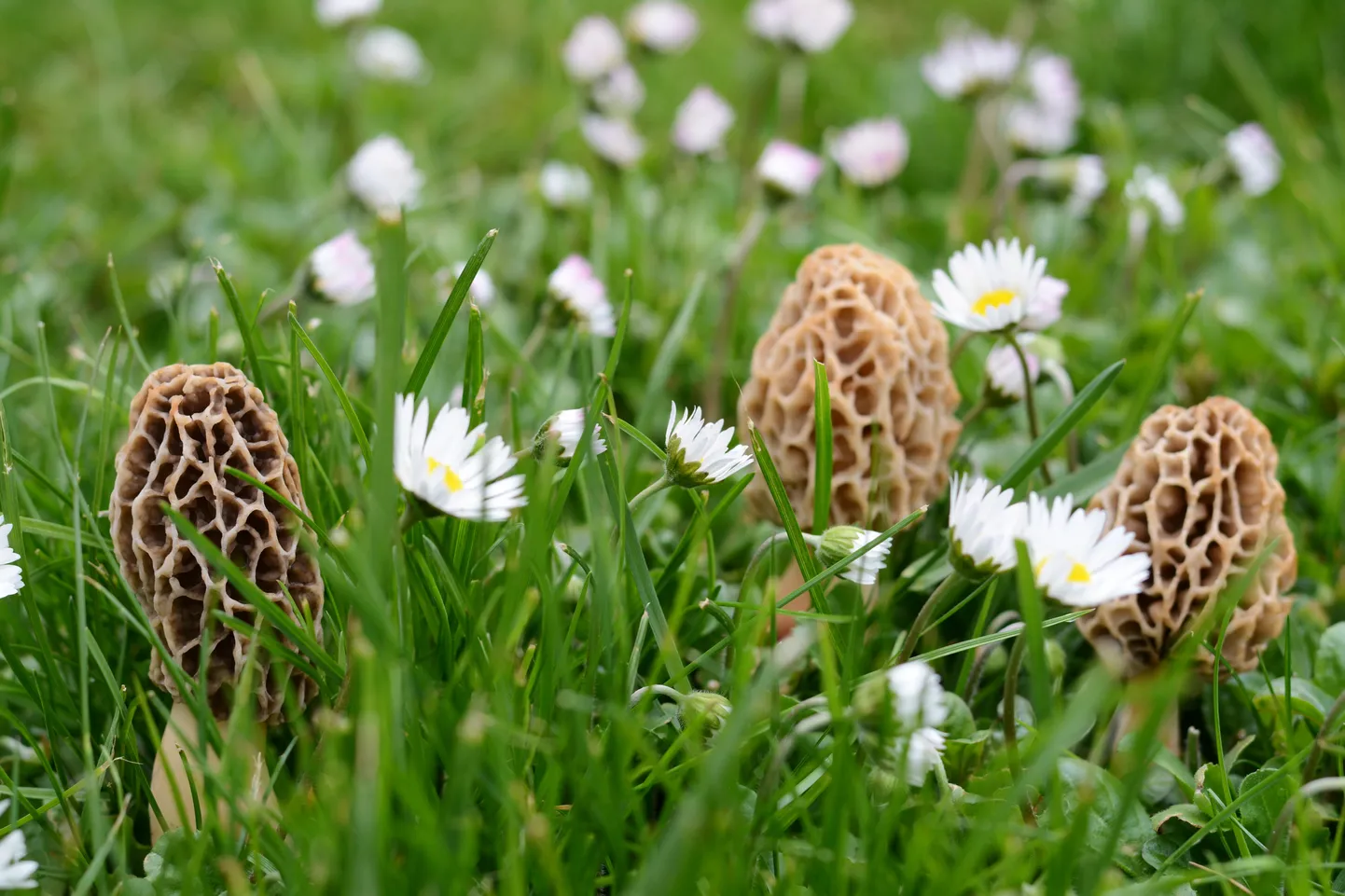 Сморчок съедобный (Morchella esculenta). Иллюстративное фото