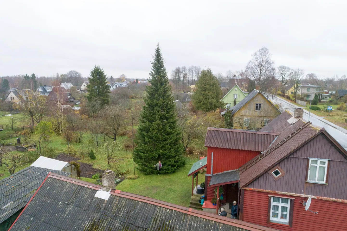 Viljandi selle aasta jõulupuu kasvab praegu veel Abja-Paluojal Pärnu maantee lähedal õues.