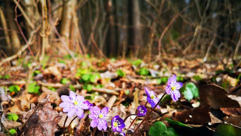 Nädalaprognoos: aprillikuus ootavad ees suured muutused