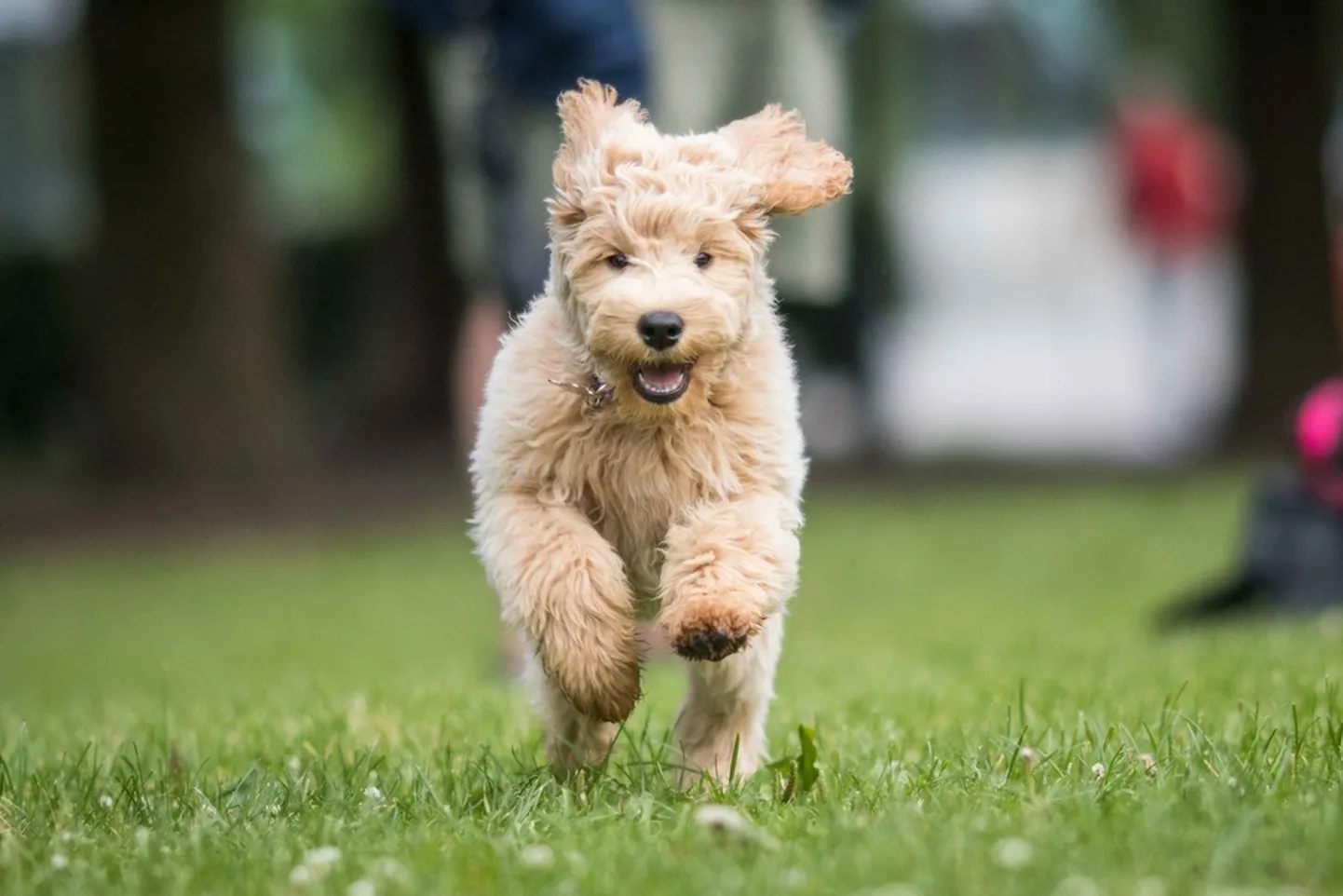 Labradoodle kutsikas