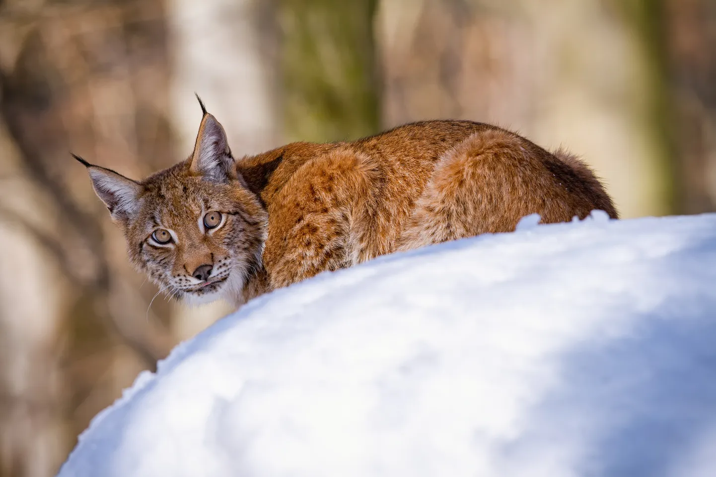 Ilves. Pilt on illustreeriv.