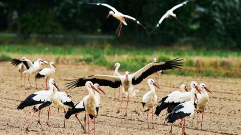Pričakuje se pretežno sončno in vroče vreme v Latviji, lokalno možne nevihte