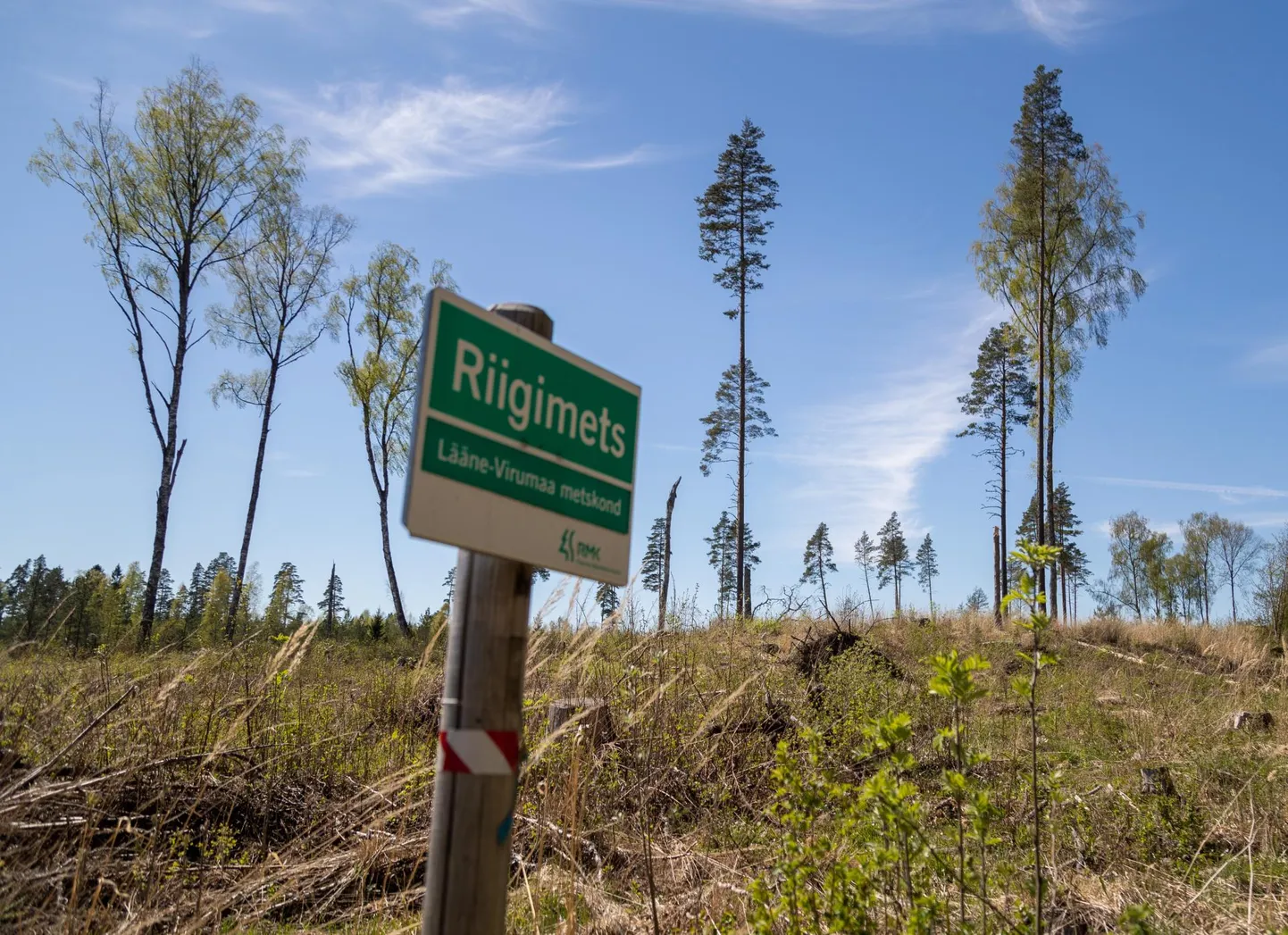 Lageraie riigimetsas.