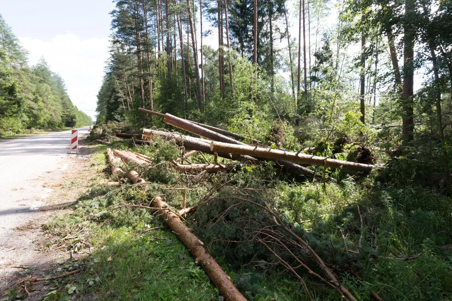 Tormituulega sõiduteele murdunud puud. Foto on illustreeriv.