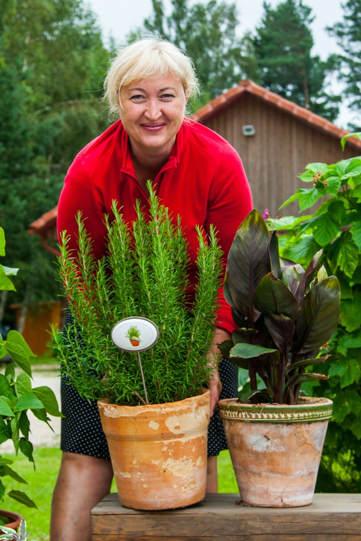Tamme talu ürdiaia perenaine Heli Viedehof ütleb, et praegu väga popiks muutunud rosmariini saab isegi rõdul potis edukalt kasvatada.
