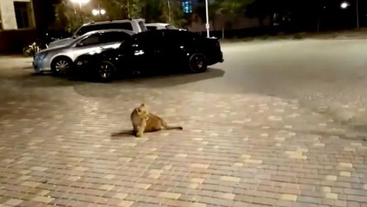 Львенок в Одессе.
