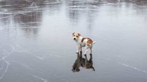 Несчастный случай ⟩ Провалившуюся под лед собаку спасти не удалось